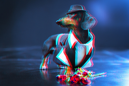 Portrait of a dachshund dog, black and tan, dressed in an elegant suit and white shirt, hat, dancer performing, with strong backlight on the stage of a theater, gets flowers from fans. Digital signal  glitch effect (rgb shift, slices). Screen errorの写真素材