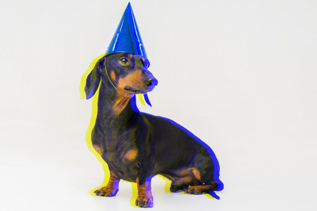 Dachshund dog, black and tan, in a festive birthday blue cap isolated on gray background. Digital signal  glitch effect (rgb shift, slices). Screen errorの写真素材