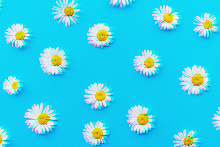 Top view of chamomile bud laid out on a blue background. Objects on a simple background. Wallpaper,...