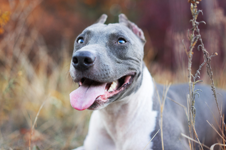 portrait beautiful dog portrait blue american staffordshire terrier amstaff stafford pit bull puppy walking outdoor in autumn forestの写真素材