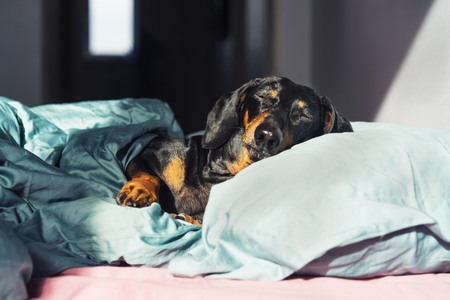 Dog dachshund puppy sleeping in her bed in the rays of the morning sunの写真素材