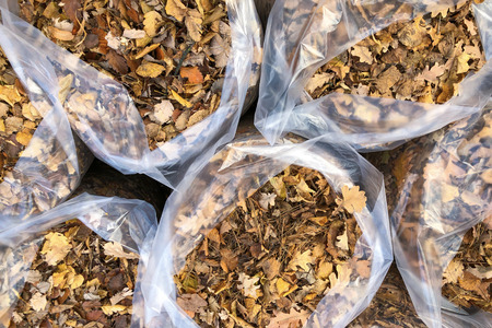 top view of white plastic bags with fallen autumn leaves. Seasonal cleaning of foliage