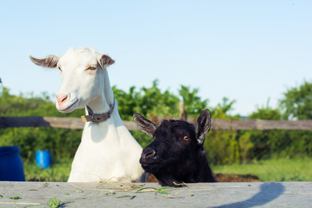 portrait of  beautiful black and white sheeps  at a village farm