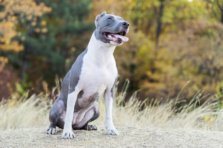 portrait beautiful dog blue american staffordshire terrier pit bull puppy walking outdoor in autumn forestの写真素材