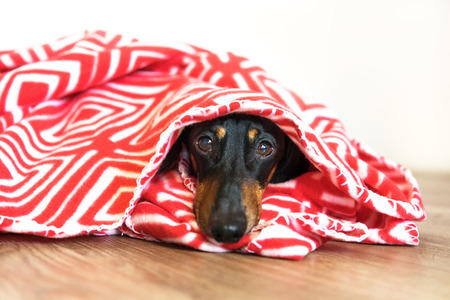 Dog dachshund under a plaid. Pet warms under a blanket in cold autumn weather.の写真素材