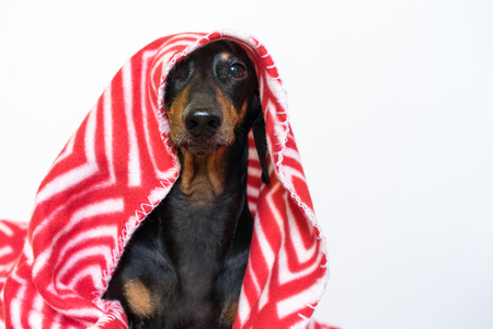 portrait of a cute young small dog dachshund  looking at the camera with a red plaid covering him.の写真素材