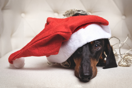 close up adorable and sad dog (puppy) dachshund, black and tan, wearing Santa hat and wrapped in a New Year's garland, ready for Christmas, in a white armchair. tonedの写真素材