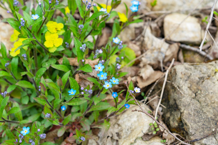 flowers of forget-me-nots and yellow dandelions in springの写真素材