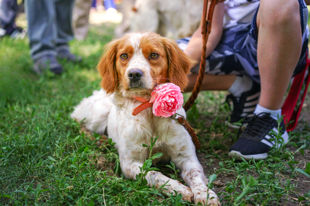 Cute Breton epanol puppy lying on green grass on the dog showのeditorial素材