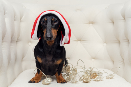 portrait of a funny dog of dachshund, black and tan, in a Christmas red hat and garland is in a white armchair. Christmas and New Year conceptの写真素材