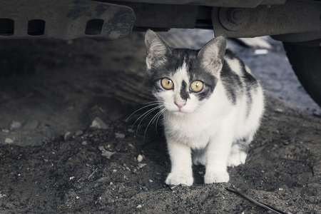 Homeless animals. Beautiful white and gray cat with a sad eyes looking, on urban streetの写真素材