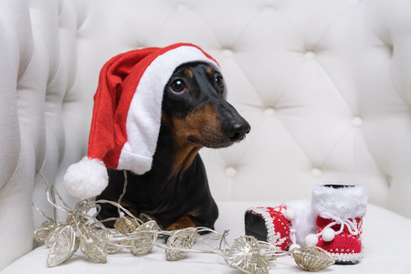 dog of Dachshund breed, black and tan, in Santa Claus Christmas cap, boots and garland lies in a white armchairの写真素材