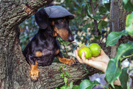 portrait of a dog (puppy) in a cap, breed dachshund black tan, in a vegetable garden looks at a hand with pears. Harvestingの写真素材