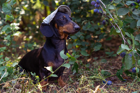 portrait of a dog (puppy) in a cap, breed dachshund black tan, on a background of a tree with a ripe plumの写真素材