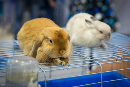 close up cute two rabbits gray and red at an exhibition of animals sit on a cageの写真素材