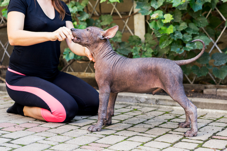 woman gives a command to her Mexican Hairless Dog puppy. Dog training.の写真素材