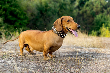 Cute dachshund on nature backgroundの写真素材