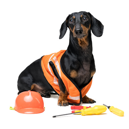 Dog builder dachshund in an orange construction helmet with various construction tools (screwdriver, pliers), isolated on white backgroundの写真素材