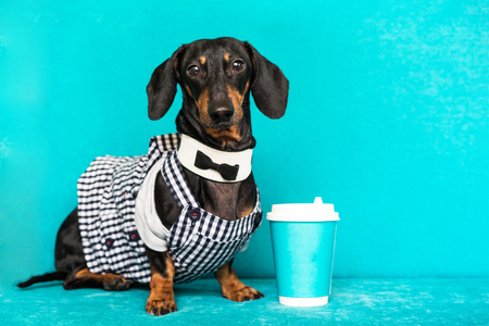 dachshund barista, giving coffee cup on a turquoise backgroundの写真素材