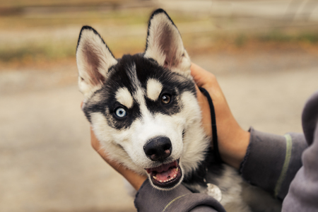 Siberian hussy dog with colorful eyes puts his head in the hands of the owner and smilesの写真素材
