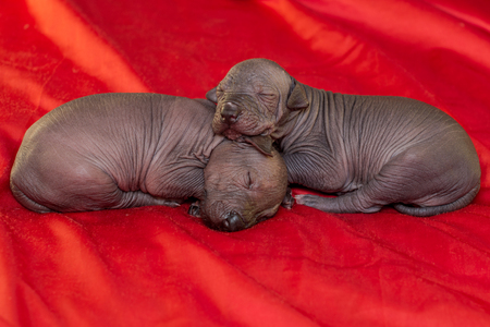 Two Newborn dog Mexican xoloitzcuintle puppie, one week old, lies on a red background.の写真素材