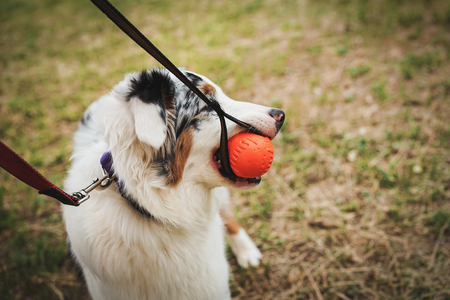 Portrait of a beautiful young Australian Shepherd Blue Merle plays and gnaws ball for trainingの写真素材