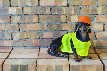 Dog builder dachshund in an orange construction helmet  at the brick wall backgroundの写真素材