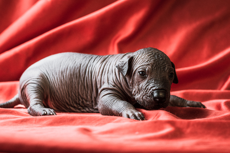Newborn dog Mexican xoloitzcuintle puppie, one week old, lies on a red background.の写真素材
