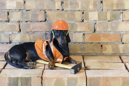 Dog builder dachshund in an orange construction helmet  at the brick wall backgroundの写真素材