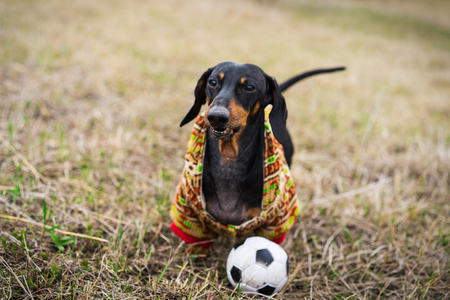 dog of the dachshund breed, black and tan, dressed in a sweater playing with a soccer (football) ball on a meadowの写真素材