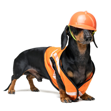Dog builder dachshund in an orange construction helmet   isolated on white backgroundの写真素材