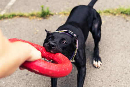 american pitbullterrier dog with puller toy in teeth. Young playful dog pulls toy.  Owner Playing With Dog using puller in the parkの写真素材