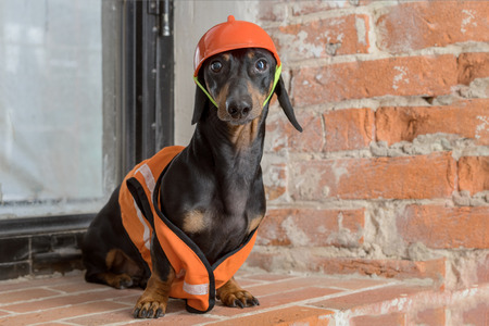 Dachshund dog, black and tan, sits on the background of a dirty window and a brick wall, in an orange construction vest and helmet during a building renovationの写真素材