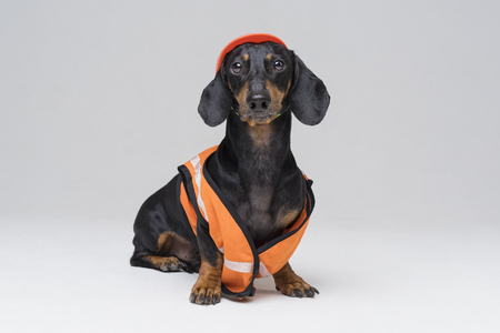 Dachshund dog, black and tan,  in an orange construction vest and helmet isolated on gray backgroundの写真素材