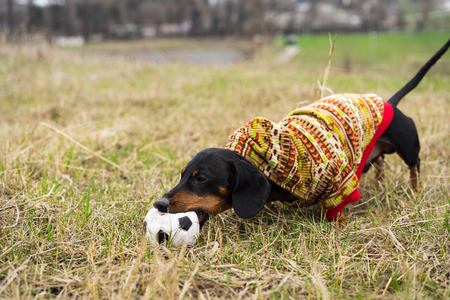 dog of the dachshund breed, black and tan, dressed in a sweater playing with a soccer (football) ball on a meadowの写真素材