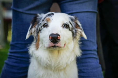 Portrait of a pretty blue Australian shepherd looks at the cameraの写真素材