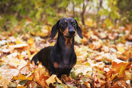 portrait cute dog breed of dachshund, black and tan, sits on a pile of autumn leaves in a parkの写真素材
