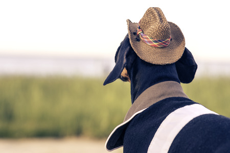 Horizontal portrait (back view) of a dog (puppy), breed dachshund black and tan, in a cowboy costume...