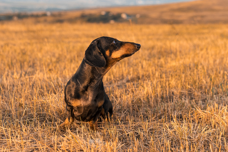 dog (puppy), breed dachshund black tan, playing and walking  on a autumn grass  in the park.の写真素材