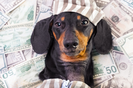 top view of a happy dog ââbreed dachshund, black and tan, lies on a pile of counterfeit money dollars in a criminal costumeの写真素材