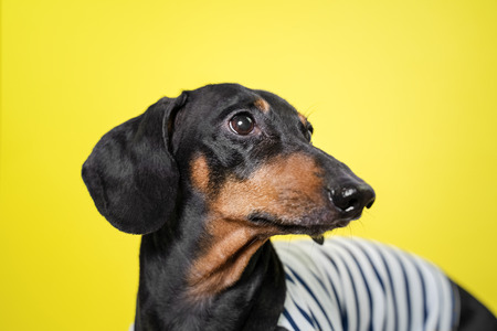 Amazing portrait dachshund dog, black and tan,on yellow background. Cute pet faceの写真素材