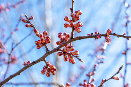 Beautiful blooming apricot  trees in spring park