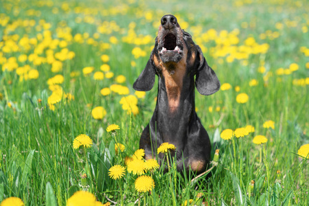beautiful dachshund dog, black and tan, having fun, barking loudly, lifting his head up, on a meadow of dandelions and green grass in the spring.の写真素材