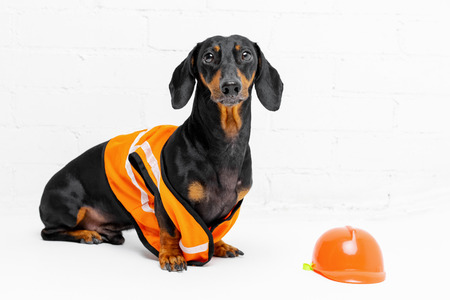 Dachshund dog, black and tan, sits on the background of a dirty white  brick wall, in an orange construction vest and helmet.  copy space for textの写真素材
