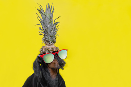 Portrait of cute dachshund dog, black and tan, with sun glasses holding pineapple on head on  bright yellow background. Beach style. long format banner. Background for your text and design.の写真素材