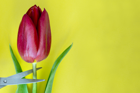 Red tulip cut with sharp scissors. Conceptual photo. Yellow background.の写真素材
