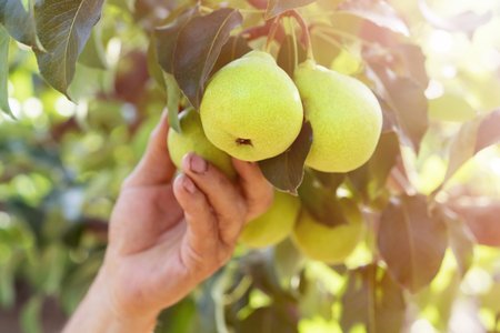 Hand gardener pulls harvesting off an pear from branch of the treeの写真素材
