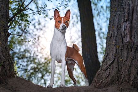 Portrait of a red basenji standing between the trees in a summer forest on the Sunset. Basenji Kongo Terrier Dog.の写真素材