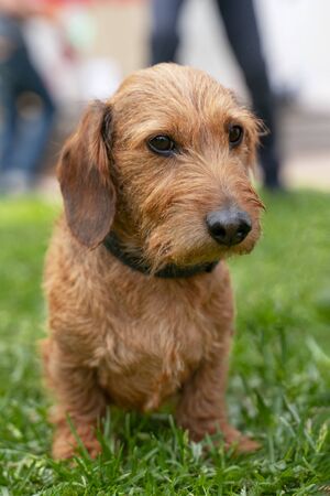 Portrait of a dachshund, wire-haired, with a collar, for a walk in the parkの写真素材