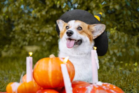 Cute Welsh Corgi dog dressed in a festive halloween black and yellow witch hat, sitting next pile of different sized orange pumpkins with burning candles on green grass on a background of treesの写真素材